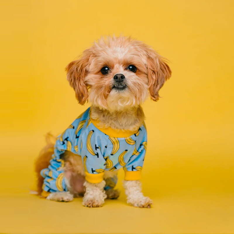 Cute Brown Poodle