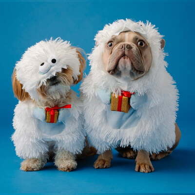 Lhasa Apso & Bulldog Pup