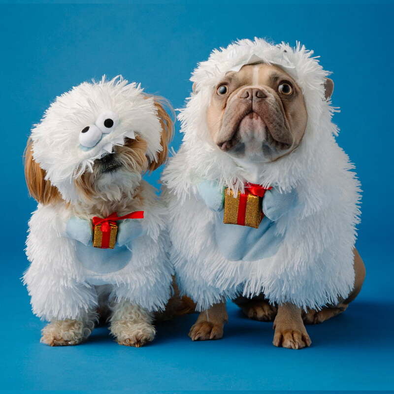 Lhasa Apso & Bulldog Pup